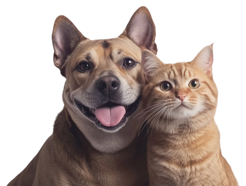 Cachorro e gato felizes